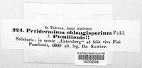 Peridermium oblongisporium image